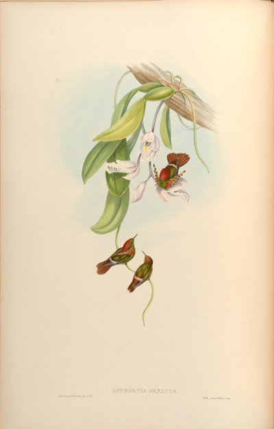 Lophornis ornatus by John Gould